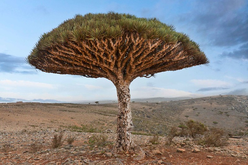 소코트라 섬에서 유명한 용혈수(Dragon Blood Tree) 한그루가 우뚝 서있다. 마치 우산처럼 생긴 모습이 신비하다. 